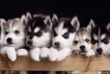 Siberian Husky Puppies Beautiful