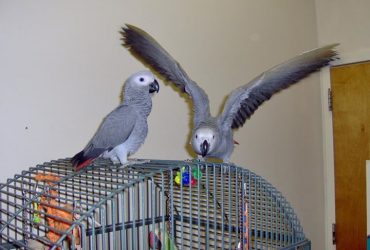 African Grey Parrots