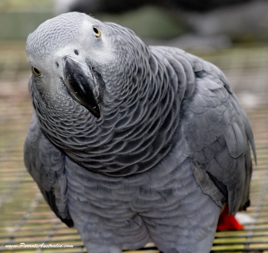 Scarlet Macaw ,Timneh Grey,Palm Cockatoo,African Grey  Parrots For Sale