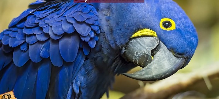 Scarlet Macaw ,Timneh Grey,Palm Cockatoo,African Grey  Parrots For Sale