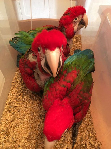 Home Trained Macaw Parrots Babies for sale with Cages