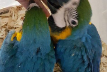 Home Trained Macaw Parrots Babies for sale with Cages