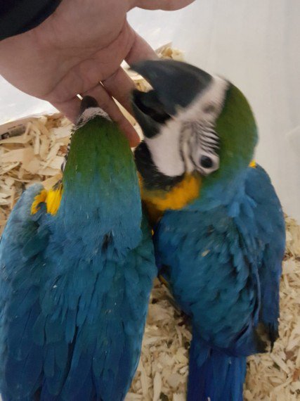 Home Trained Macaw Parrots Babies for sale with Cages