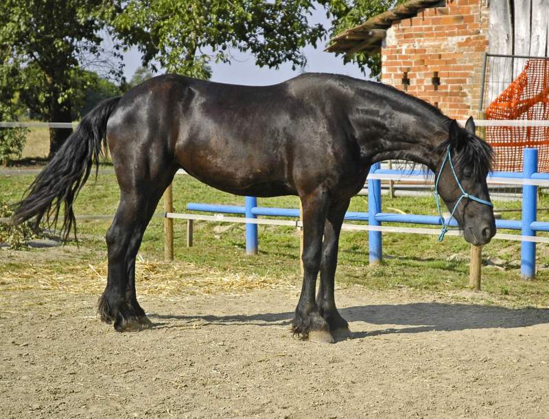 Beautiful Friesian Mare for Rehoming