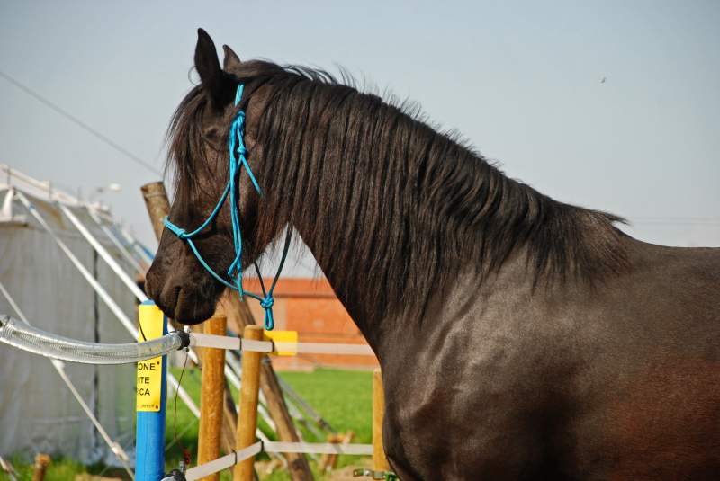 Beautiful Friesian Mare for Rehoming