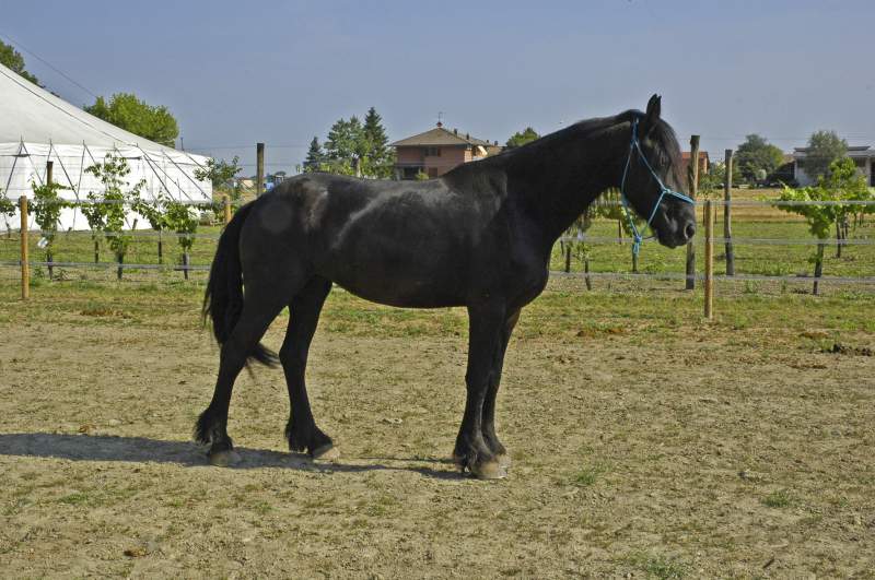 Beautiful Friesian Mare for Rehoming