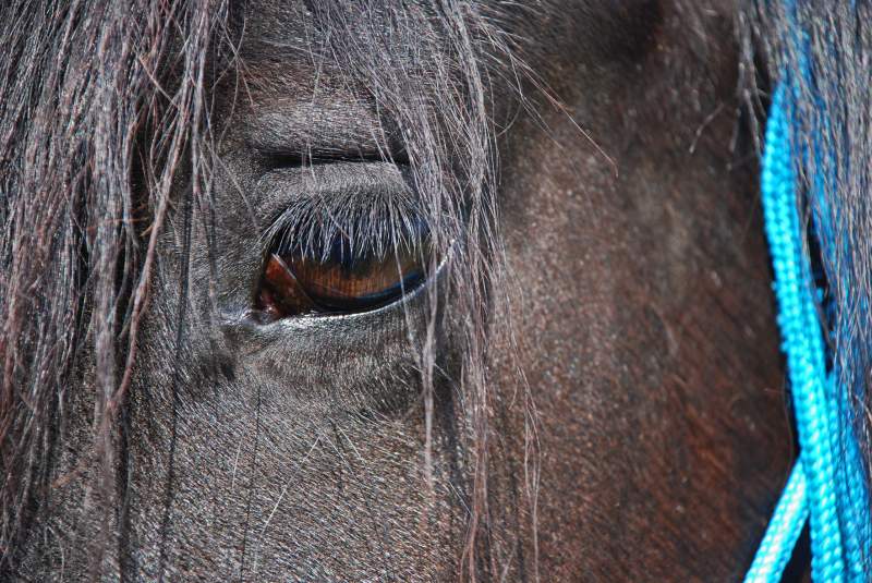 Beautiful Friesian Mare for Rehoming