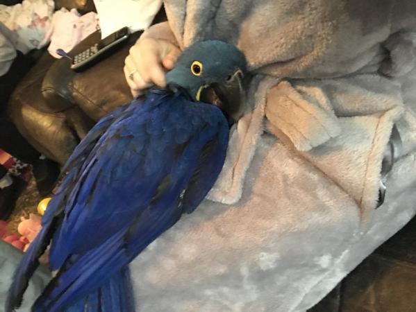 Home Trained Macaw Parrots Babies for sale with Cages