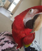 Home Trained Macaw Parrots Babies for sale with Cages