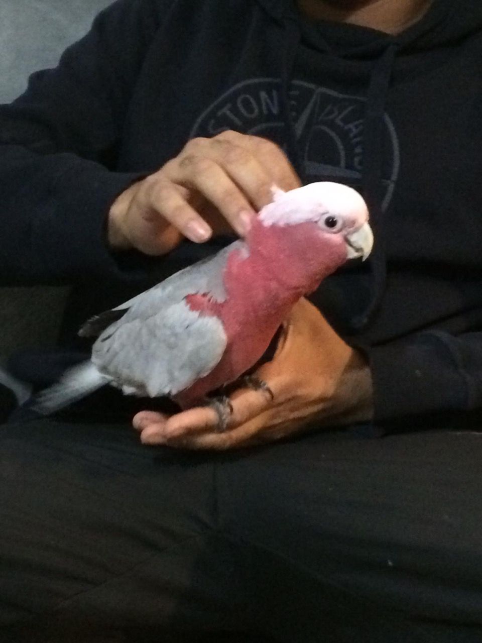 Extremely beautiful baby galah cockatoo