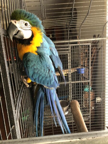 Hand reared Blue and Gold macaws Whatsapp……. +12168161403