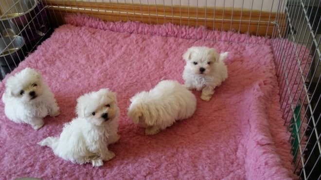 Healthy Male and Female Maltese puppies