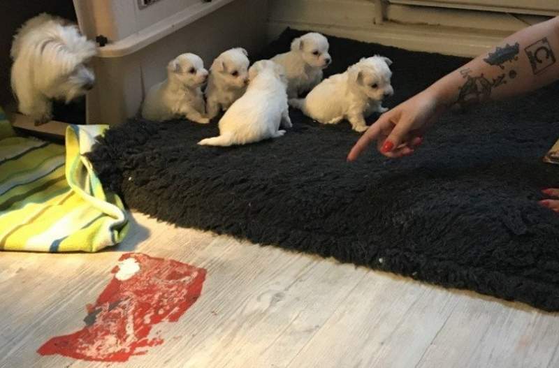 Healthy Male and Female Maltese puppies