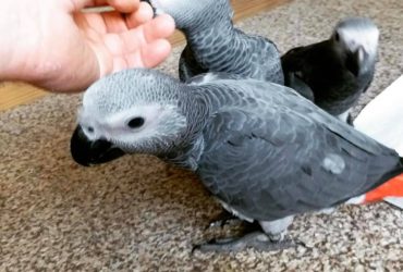 African grey babies for sale whatsapp +1 781-242-2231